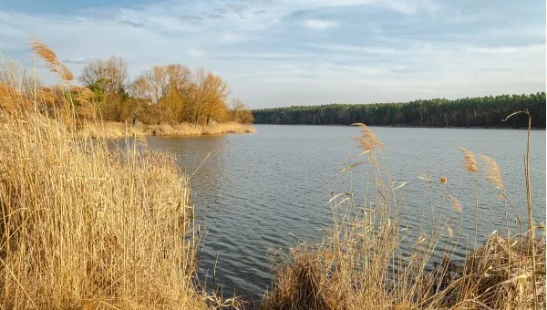 Бобрица