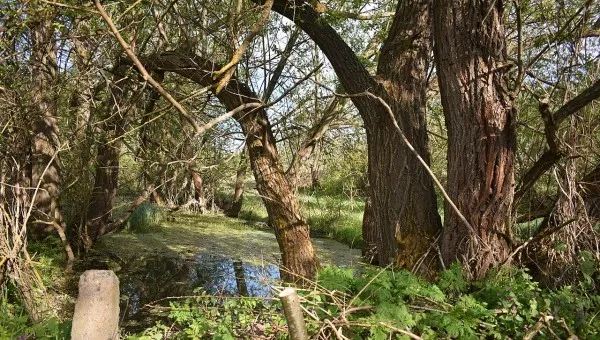 Река Догна